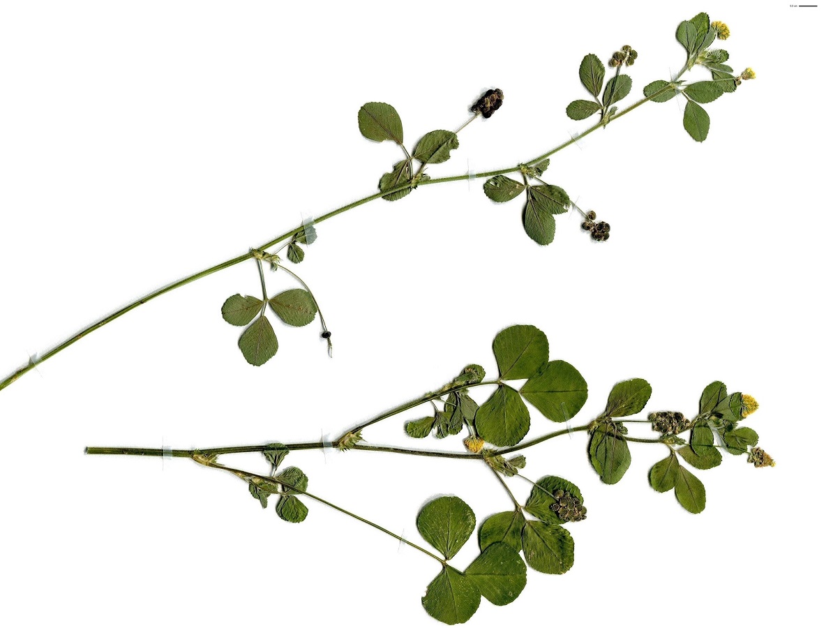 Medicago lupulina var. lupulina (Fabaceae)